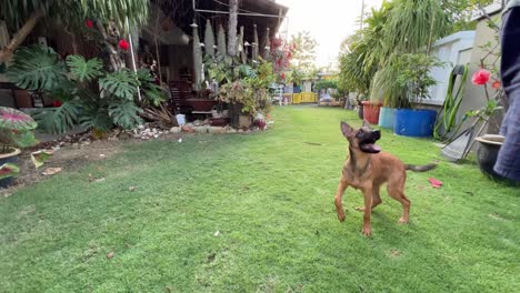 Enfoque-Joven-Pastor-Belga-De-Pura-Raza-Escuchando-Las-órdenes-Dadas-Por-Su-Dueño,-Girando-Y-Sentándose,-Esperando-Pacientemente-Golosinas,-Tiro-De-Entrenamiento-De-Perros-En-El-Patio