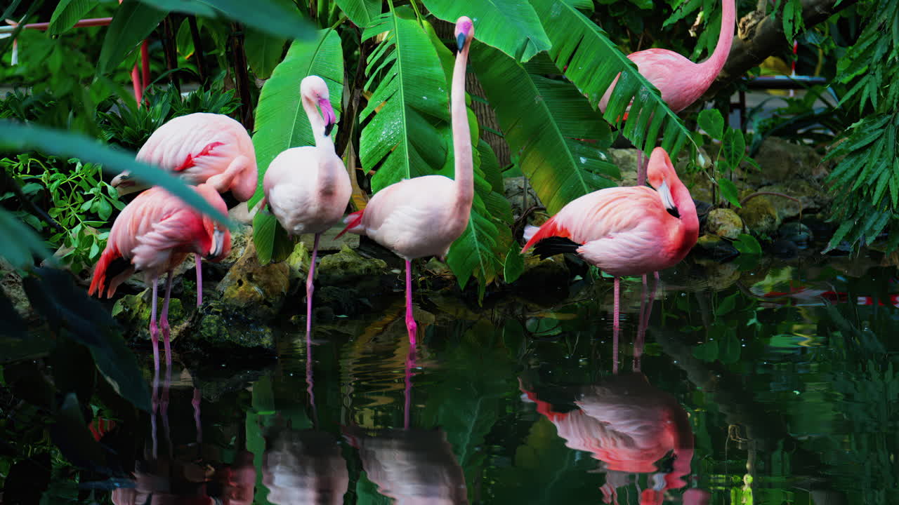 Close up of beautiful, pink flamingos standing in water at a zoo