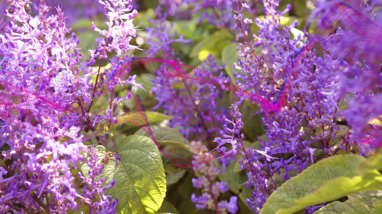 Camera panning down purple blooms, pink ribbon drifting across, revealing leaves, insect hovering