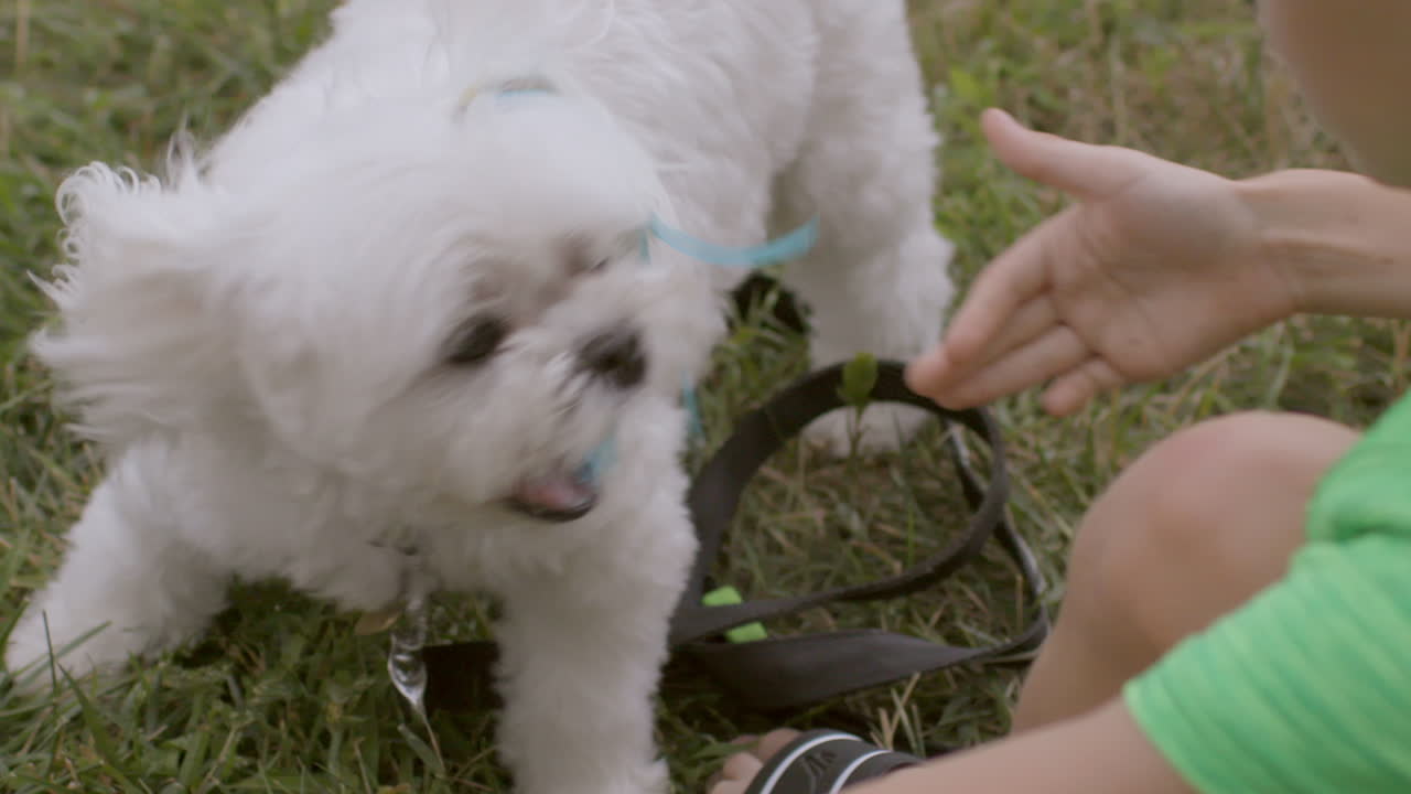 어린 소년은 밖에서 그의 귀여운 강아지와 어깨 너머로, 슬로우 모션으로 놀아요