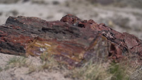 Nahaufnahme,-Versteinertes-Holz-Im-Wüstensand,-Petrified-Forest-Nationalpark-Arizona,-Navajo-Und-Apache-County,-Usa