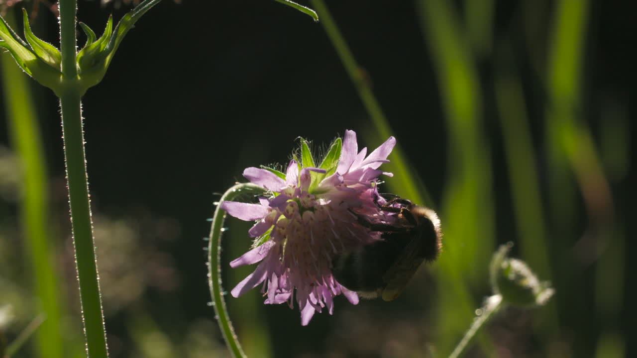 보라색 꽃 위에 있는 벌