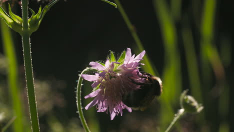 abejorro en una flor púrpura