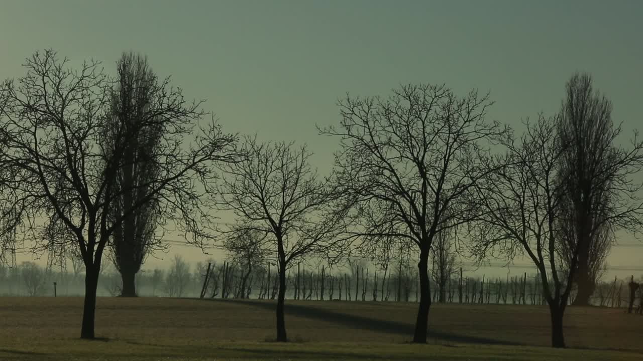 Silhouetted trees at dusk casting long shadows on grassy field, serene and tranquil scene