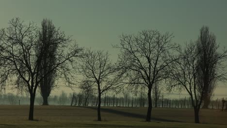 silhouetted trees at dusk casting long shadows on grassy field, serene and tranquil scene