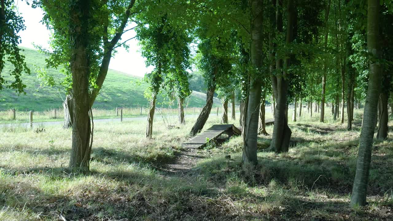 Wooden Ramp in a Forest