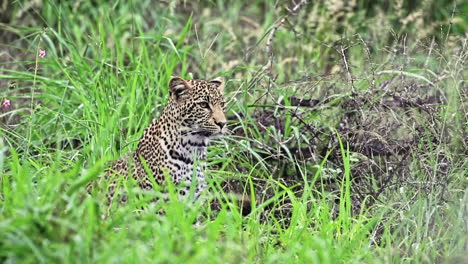 leopardo africano mirando a su alrededor y sentado en la pradera en la reserva privada de sabi sands, sudáfrica