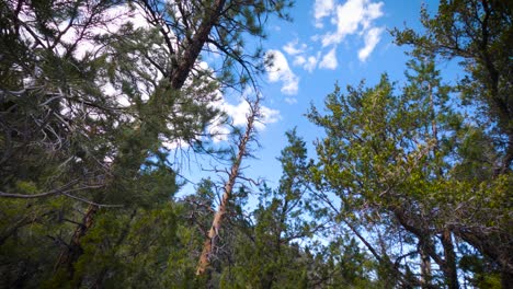 cloud time lapse over the woods