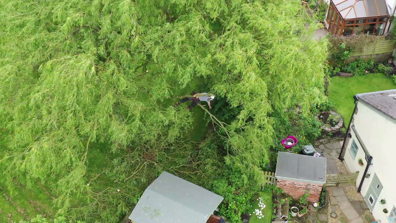 una vista aérea de un cirujano de árboles podando un árbol grande