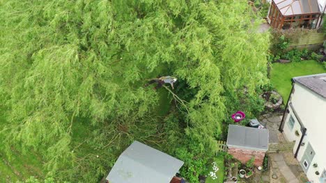 an aerial view of a tree surgeon trimming a large tree