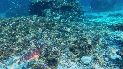 Una-Tortuga-Marina-Nadando-Bajo-El-Mar-Azul-Cristalino-Con-Una-Escuela-De-Peces-Tropicales,-Bajo-El-Agua,-Vista-Lateral