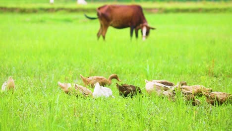 Rouen-Clair-Domestizierte-Enten,-Die-Sich-Im-Gras-Mit-Einer-Kuh-In-Einer-Geflügelfarm-Im-Ländlichen-Bangladesch-Ernähren