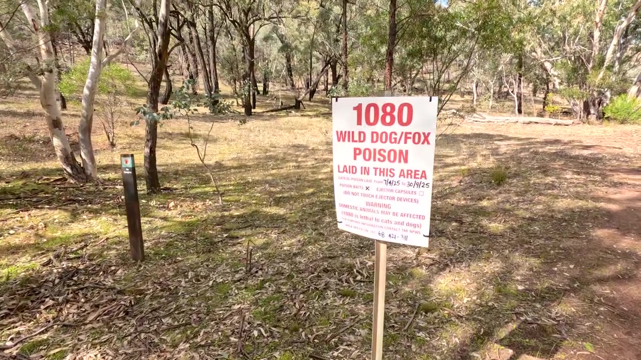 La telecamera zooma su un segnale di avvertimento di veleno 1080 all'interno di una soleggiata foresta di eucalipti australiana