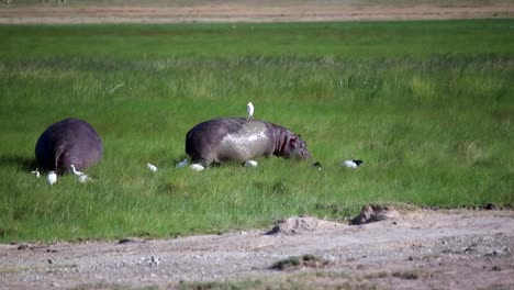 Wet-hippos-eating-green-tall-grass-with-a-bird-on-back-in-the-African-savannah
