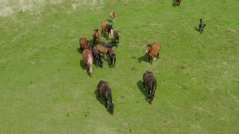 horses grazing on pasture, aerial view of green landscape with a herd of brown horses, european horses on meadow