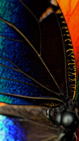 close-up of vibrant butterfly wings