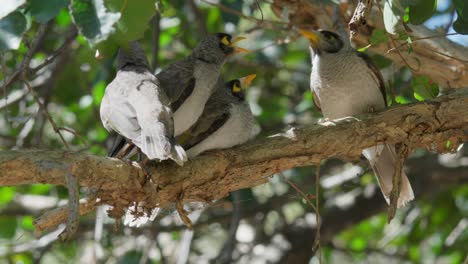 Un-Ruidoso-Pájaro-Minero-Adulto-Alimenta-A-Sus-Polluelos-En-Cámara-Lenta-Y-Luego-Se-Va-Volando