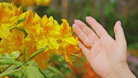 bright yellow rhododendron blossoms gently stroked by woman in spring, latvia