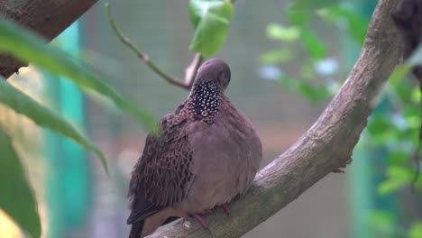 野生斑點<unk> (streptopelia chinensis) 坐落在樹枝上, 吹起棕色羽毛, 用嘴巴在野生動物公園的放鬆自然環境中<unk>和清潔