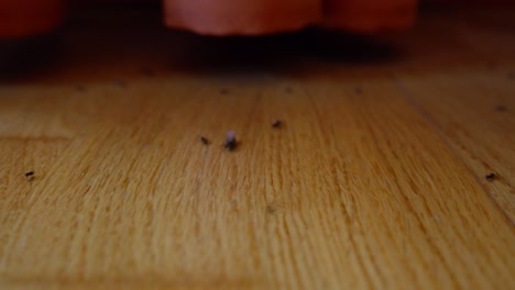 ants wandering on living room floor under soft light, cozy interior view