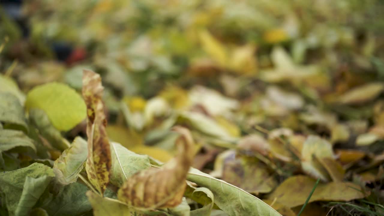 땅에 떨어진 잎