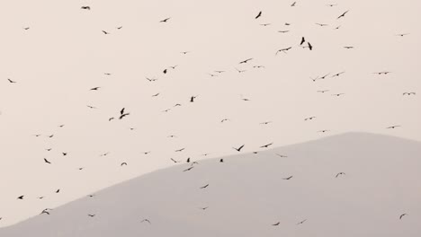 cientos de buitres grifón dando vueltas sobre la montaña