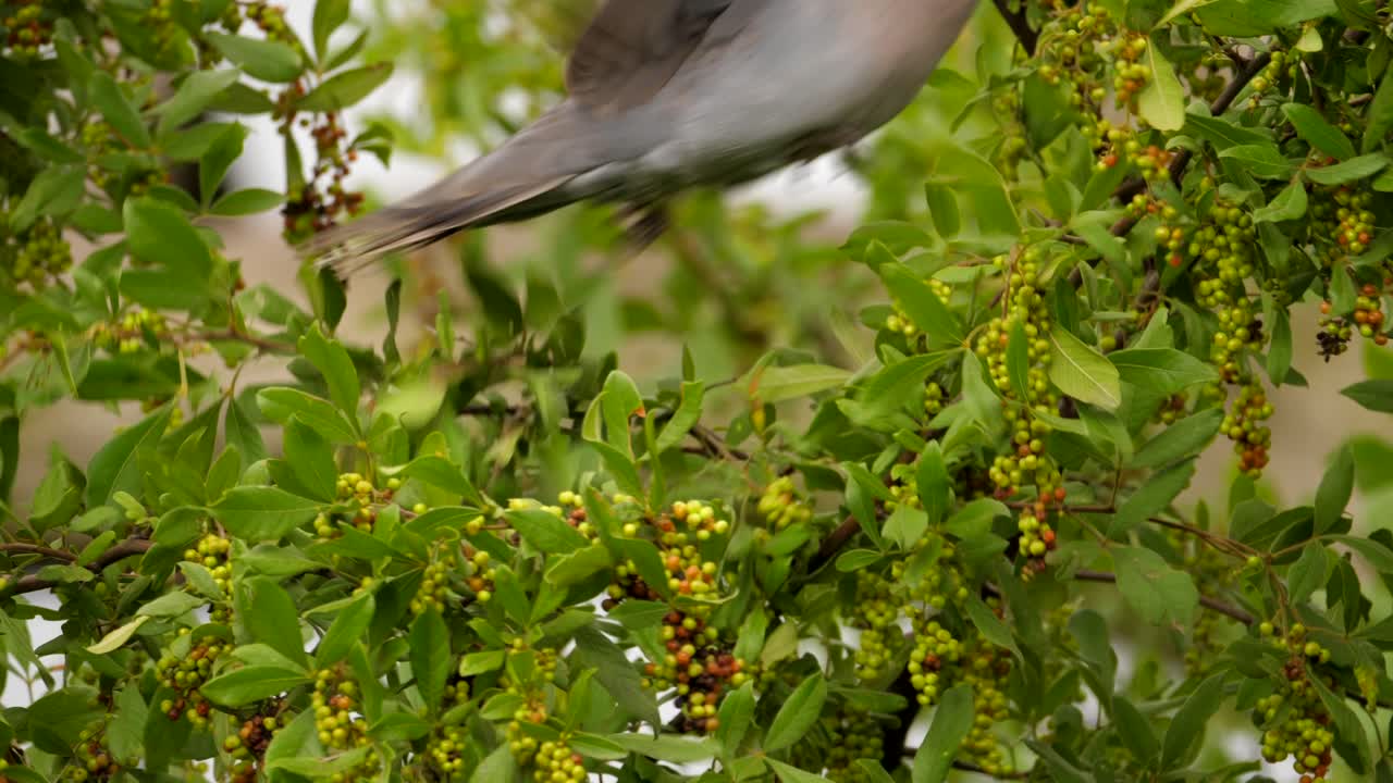 la paloma de cuello anillado se alimenta de un árbol y vuela a la siguiente rama para seguir comiendo bayas.
