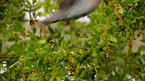 La-Paloma-De-Cuello-Anillado-Se-Alimenta-Del-árbol,-Vuela-A-La-Siguiente-Rama-Para-Seguir-Comiendo-Bayas