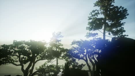 sun beams through trees