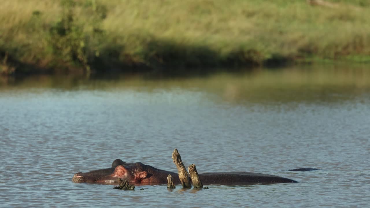 A sleeping hippo lying in the water, Peaceful scene in Kruger National Park.