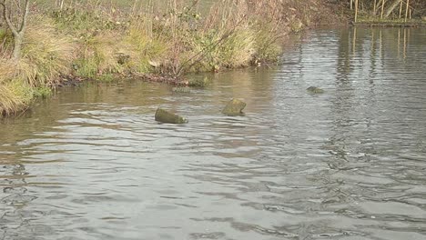 Agua-Ondulante-Del-Río-En-Un-Entorno-Rústico