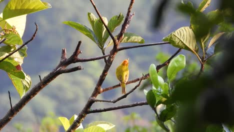 Saffron-Finch-Looking-Up-While-Perched-on-Branch-of-Tropical-Tree