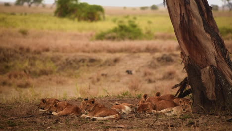 un grupo de leones descansando a la sombra de un árbol, serengeti, tanzania, toma amplia