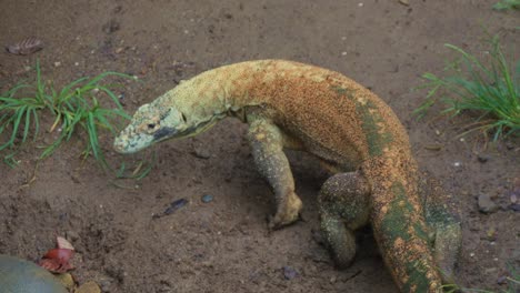 junger komodo-drache sucht nach beute, indem er mit der zunge schlägt und die luft spürt