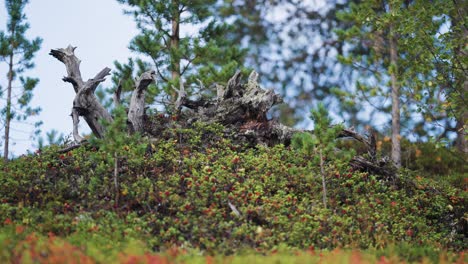 Toma-Panorámica-De-Pequeños-árboles-Caducifolios-Viejos-Con-Césped-En-Primer-Plano-En-El-Bosque-Natural-Noruego