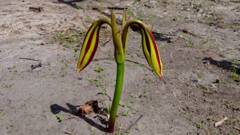 isolated beautiful wild pink striped trumpet lily crinum litafolium flower bulb