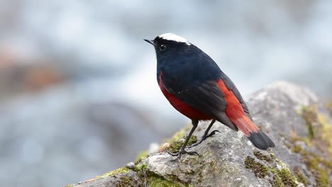 el colirrojo de cabeza blanca es conocido por su hermosa corona blanca, alas de color azul oscuro negruzco y marrón debajo de las plumas y su cola comienza con rojo