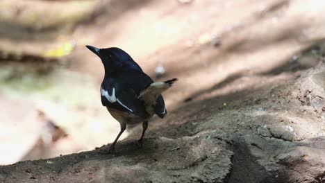 Mirando-Hacia-La-Derecha-Mientras-Se-Ve-Bajo-La-Sombra-Protegida-Del-Sol-De-Verano,-Urraca-Oriental-Copsychus-Saularis,-Tailandia