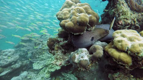 Eine-Wunderschöne-Muräne,-Die-Sich-Zwischen-Den-Korallen-Der-Andamanensee,-Thailand-Versteckt---Unter-Wasser