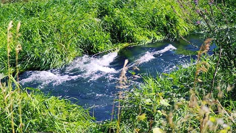 flowing creek on the boise idaho greenbelt through long green grass 10 second video