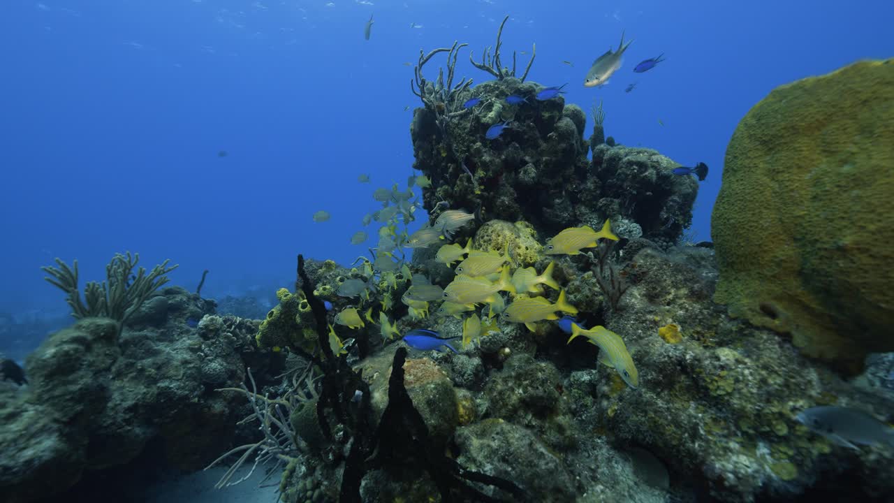 cozumel. biosfera. méxico. vídeo bajo el agua