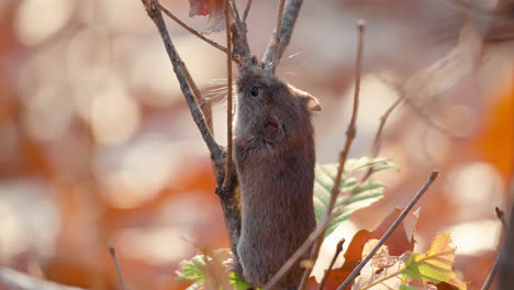 vole del banco notó el peligro de escalar una rama sin hojas en el bosque y escapar saltando a las hojas caídas en otoño