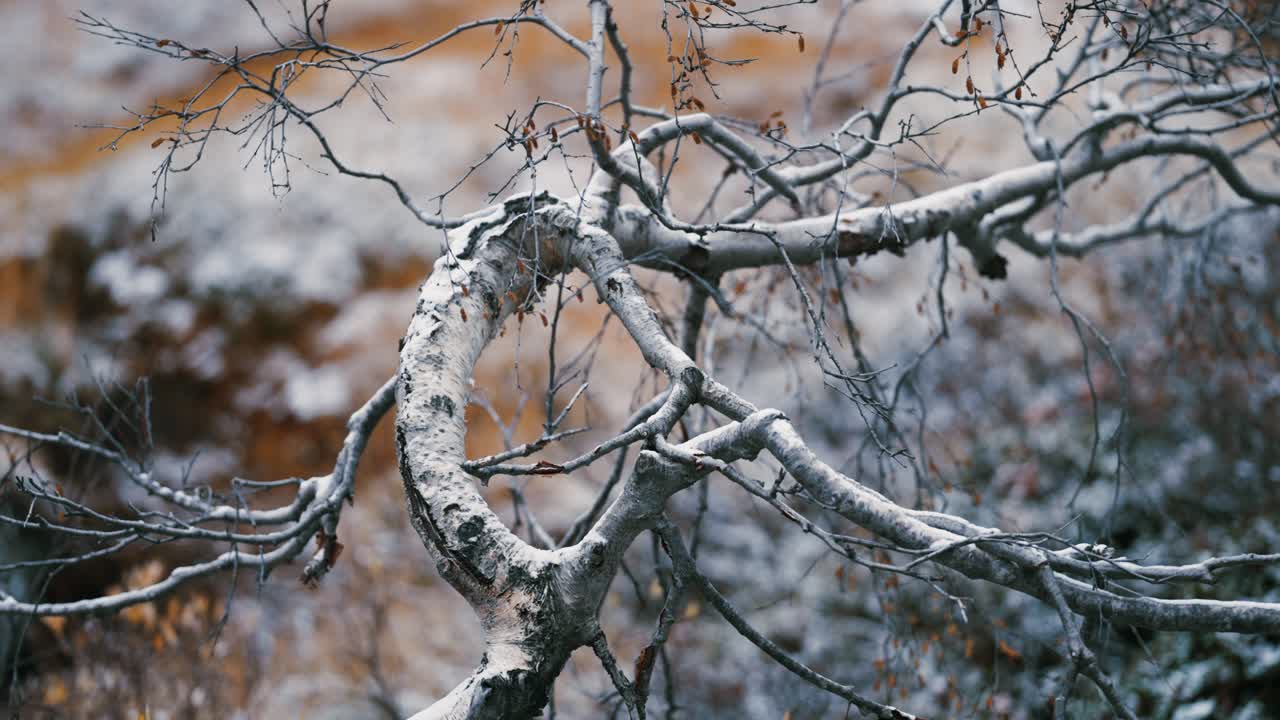 배경에 눈 덮인 노란 잔디가 있는 자작나무의 뒤틀린 잎이 없는 가지의 클로즈업 비디오