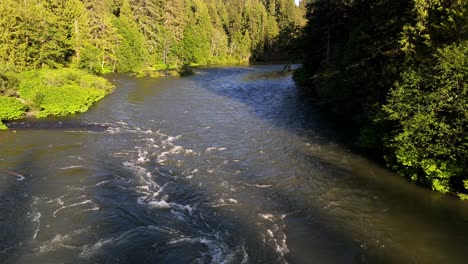 Toma-Aérea-Estacionaria-Del-Río-Snoqualmie-Que-Fluye-En-Un-Bosque-Siempre-Verde-En-El-Estado-De-Washington.