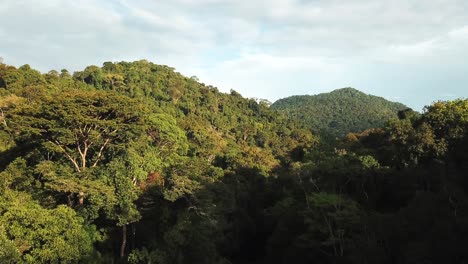 High-canopy-rainforest-during-sunrise