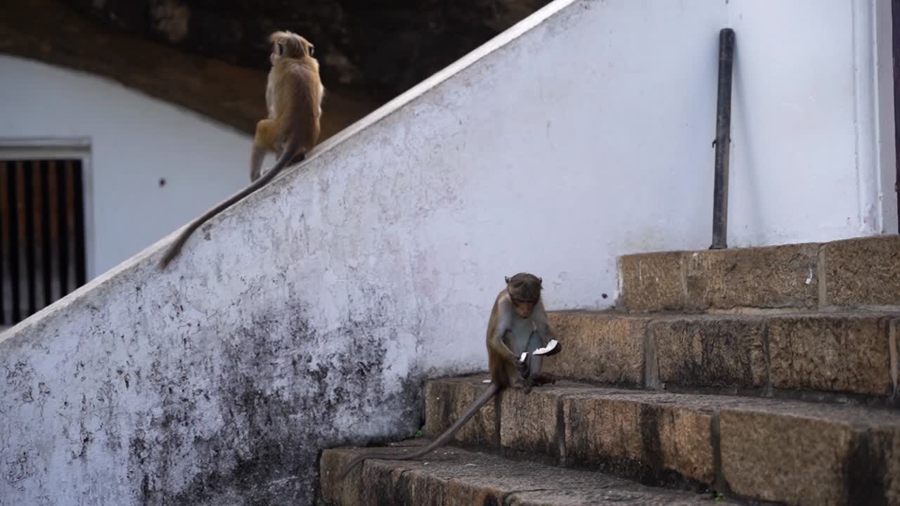 el pequeño mono del sombrero de ceilán está comiendo un trozo blanco de coco en una escalera mientras otro mono sube por la barandilla inclinada y mira alrededor de sri lanka