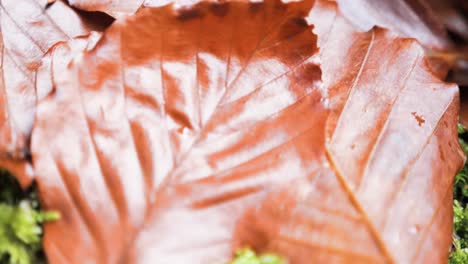 A-close-up-macro-travelling-shot-above-golden-brown-leaves-that-have-fallen-on-the-ground-in-a-forest-in-the-French-Alps,-texture-shot