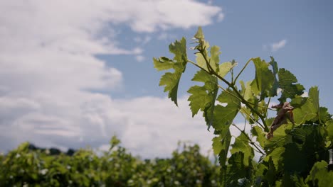 bask in the enchanting ambiance of a new zealand vineyard on a sunny day