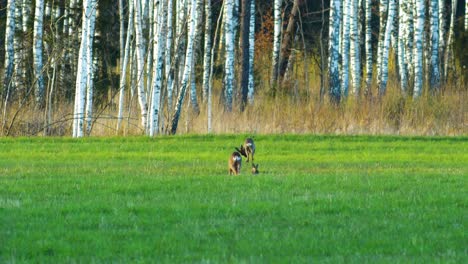 three wild european roe deer eating in a green meadow, sunny spring evening, golden hour, medium shot from a distance