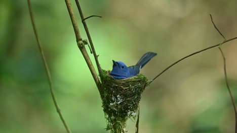 Black-naped-Blue-Flycatcher,-Hypothymis-azurea,-Thailand